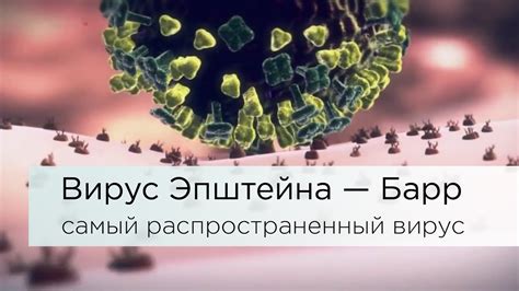 Причины возникновения вируса Эпштейн-Барр