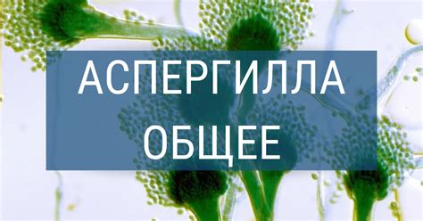 Причины повышенного риска заражения аспергиллезом воздушным путем