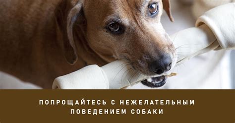 Причины привлекательности нежелательного пищевого объекта для собаки