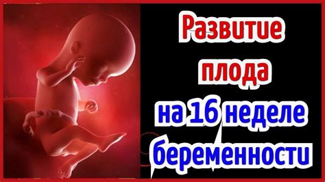 Причины проведения исследования здоровья малыша на 16 неделе беременности