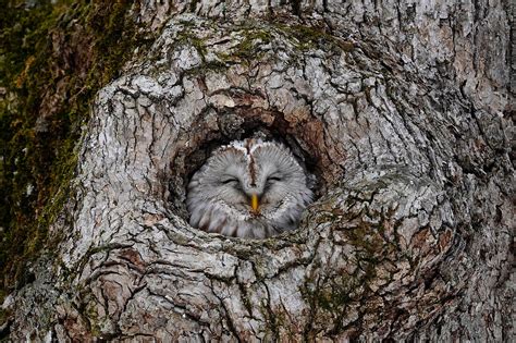 Причины угрозы вымирания породы Strix uralensis