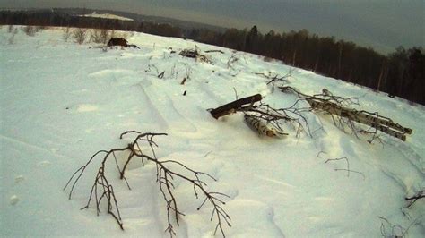 Проблемы сохранения древесных массивов в окрестностях Ленинградской области