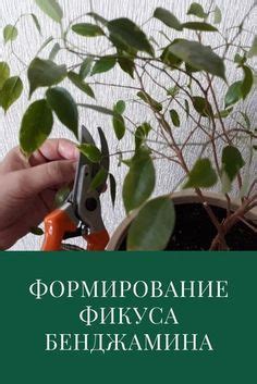 Проведение регулярного обрезания и прищипывание растений