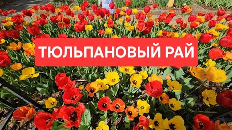 Прогулка по цветочным садам: подарок для любителей природы