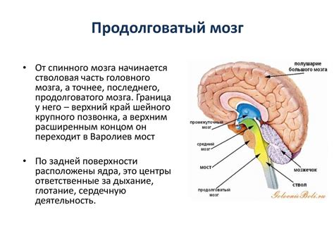 Продолговатый мозг – обеспечение жизненно необходимых процессов