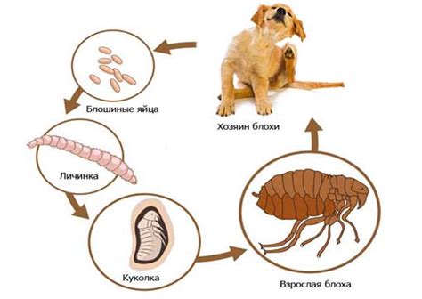 Продолжительность жизни собачих блох в окружающей среде