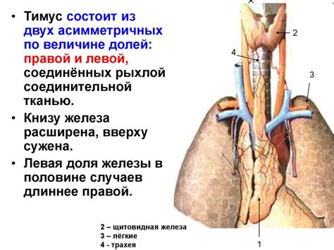 Производимые вилочковой железой тимус вещества