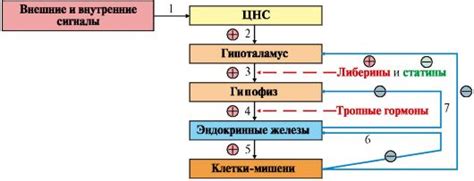 Производство гормонов и их регуляция