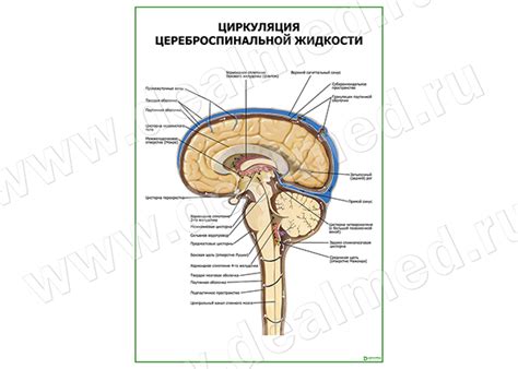 Производство и циркуляция цереброспинальной жидкости