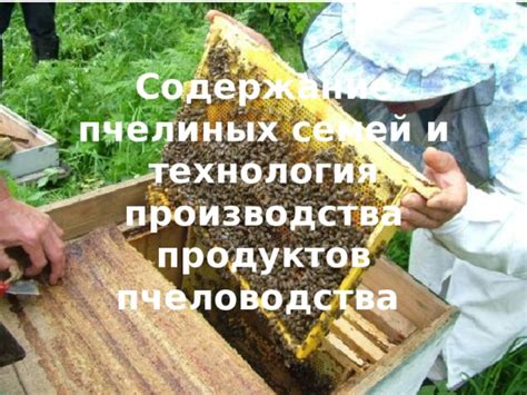 Производство меда и пчелиных продуктов: основные принципы