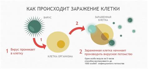 Происхождение и причины заражения вирусом ЦМВ