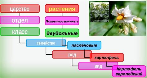 Происхождение и систематика растения