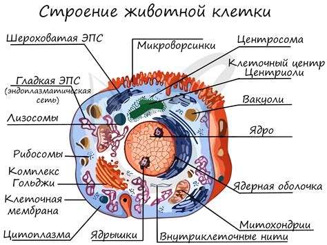 Происхождение и структура оболочки клетки: ключевой аспект в биологии растений и микроорганизмов