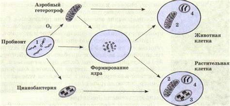 Происхождение и эволюция фосфоресценции у светлячков