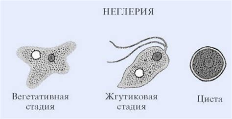 Происхождение неглерии Фоулера и история открытия