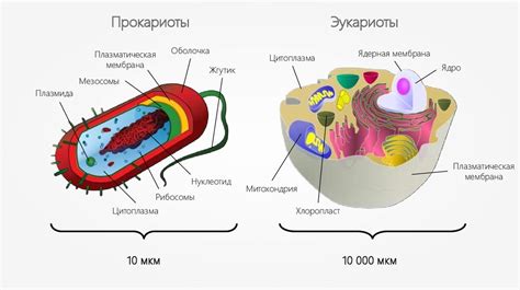 Прокариоты: описание и систематика