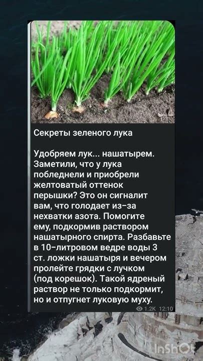 Прокачайте своего персонажа: секреты максимального сбора зеленого лука