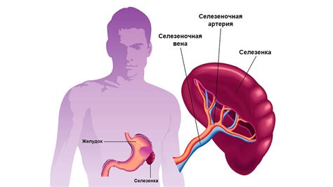 Промежуточная функция селезенки в системе гемопоэза