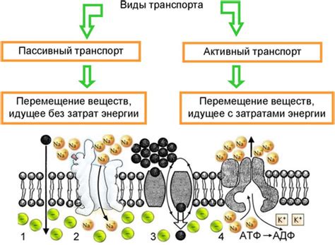 Проникновение бактериофага сквозь клеточную мембрану: механизмы и стратегии