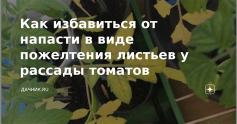 Противоречивые взгляды садоводов на акт удаления листьев у томатных растений в закрытых постройках