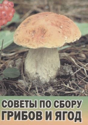 Профессиональные советы по сбору грибов: повысьте вероятность успешной находки