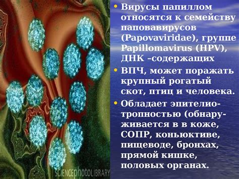 Профилактика вируса коха