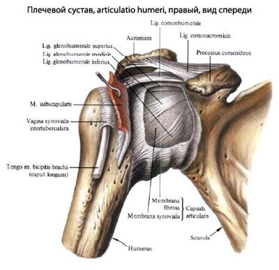 Профилактика и возможности коррекции вариантов аномалии формы плечевого сустава