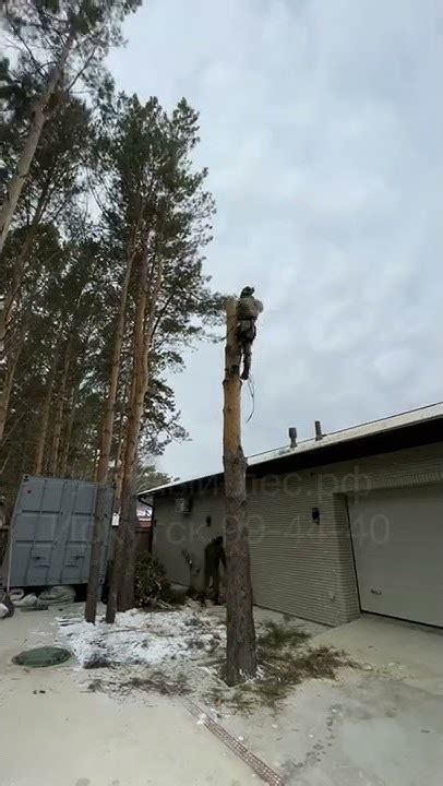 Процедура оформления разрешения на удаление деревьев вблизи жилого дома