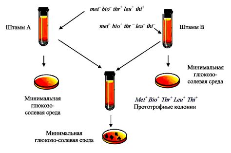 Процессы конъюгации и трансформации как способы обмена генетической информацией