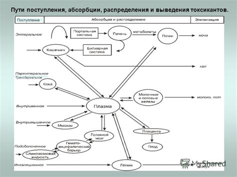 Процессы синтеза, распределения и выведения азотосодержащих соединений