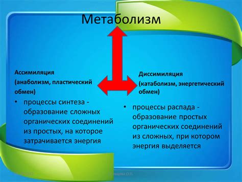 Процессы формирования и синтеза липидных соединений