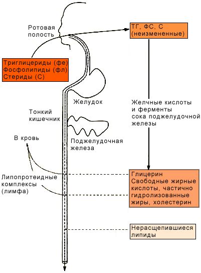 Процесс абсорбции и рециркуляции железа в желудочно-кишечном тракте