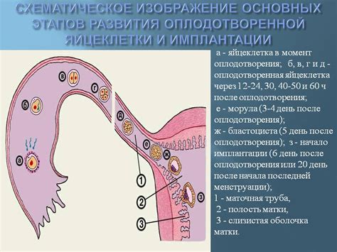 Процесс адгезии эмбриона к внутреннему слою матки