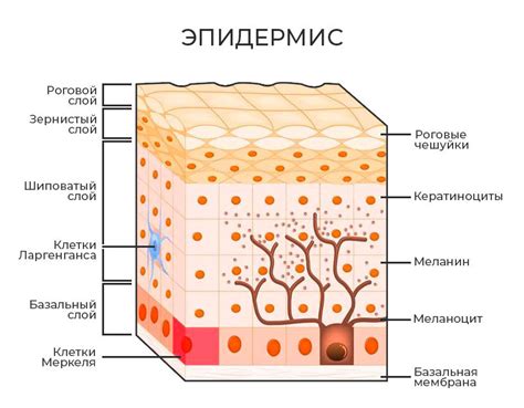 Процесс восстановления кожи и его воздействие на эпидермис
