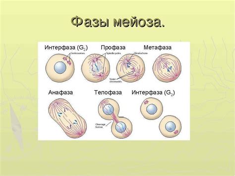 Процесс мейоза: ключевые этапы и их роль в размножении