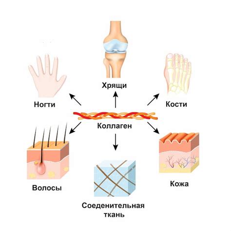 Процесс образования коллагена в организме человека и механизмы его контроля