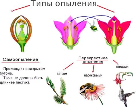 Процесс опыления и оплодотворения у семязачатковоспроизводящих растений