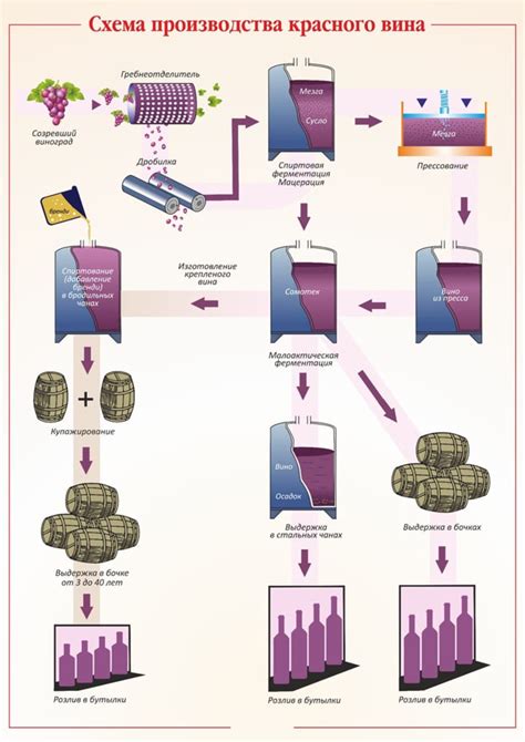 Процесс производства красного вина