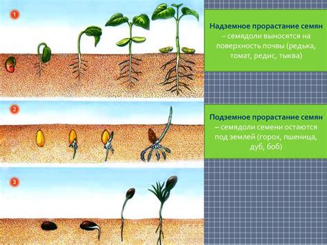 Процесс развития уникального растения