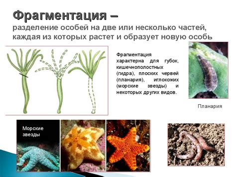 Процесс размножения и выживание особей с 9 хвостами в естественных условиях