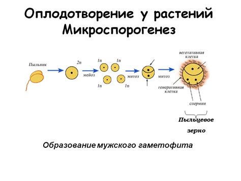 Процесс становления гаметофита: от клеток к полноценному организму