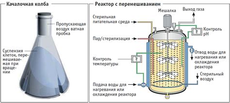 Процесс ферментации горчичной смеси