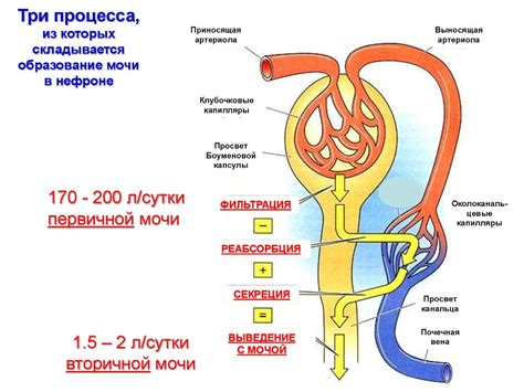 Процесс формирования начальной мочи: фильтрация и возврат веществ