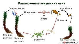 Процесс формирования своеобразного устройства и семян в культуре льна-кукушкина