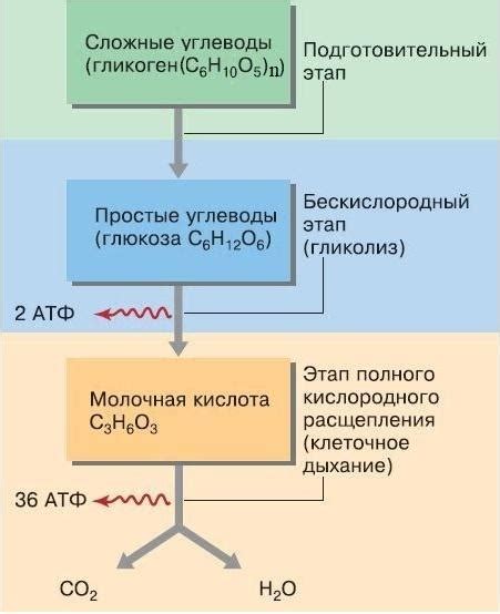 Процесс фосфорилирования: ключевое звено в энергетическом обмене у организмов