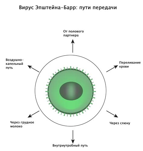 Проявления вируса Эпштейна-Барр в крови