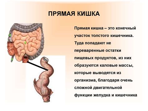 Прямая кишка: временное хранение остатков пищи перед их удалением