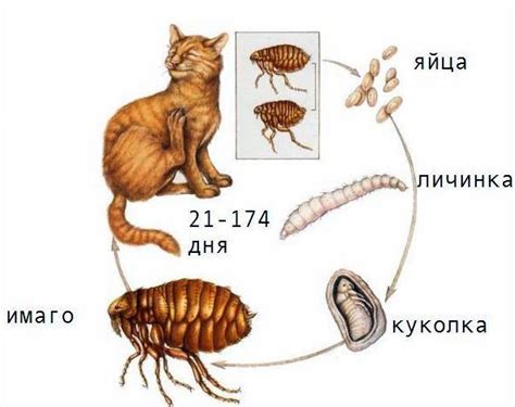 Психологические аспекты сновидения о поимке блохи у питомца