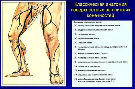 Пульсация крови: центральные артерии и вены внутренней части бедра