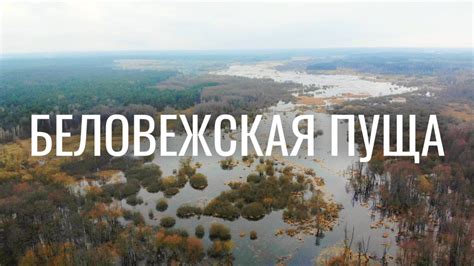 Путешествие по дикой природе: впечатления от посещения потрясающего природного явления